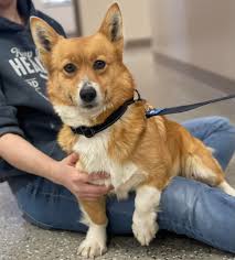 Eevee of her current situation.🤗🙄