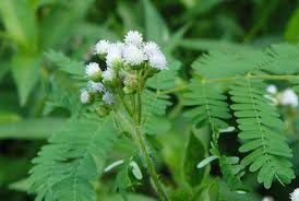 Image result for Fabaceae subfamily Papilionoideae