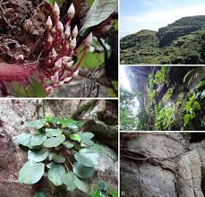 Image result for Cincinnobotrys