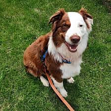 Australian cattle dog rescue of il (shelter #1111572) x. Australian Shepherds Furever Peoria Il Chapter In Peoria Illinois