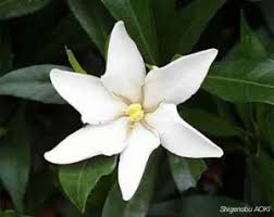 Image result for Diplorhynchus