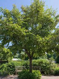 Armaments of the night grove. Ironwood Chicago Botanic Garden