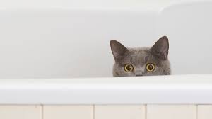 When female cats go into heat, both her hormones and instincts are urging her to find a mate. Should You Neuter Your Cat Churchill