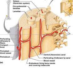 Skeletal System Development Creative Diagnostics