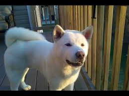 White Akita Puppies 6 Months Youtube