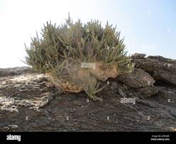 Image result for Adenolobus pechuelii