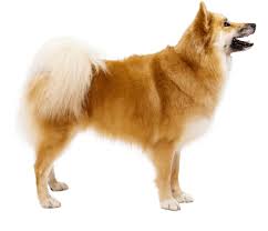 They are iceland's only native breed and a strong part of the culture. Icelandic Sheepdog Dog Breed Facts And Information Wag Dog Walking