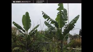 Image result for Musa acuminata