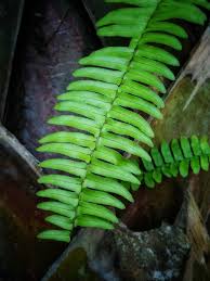 Image result for Lomariopsidaceae