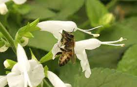 Not only do bees pollinate about a third of our food supply and crops, including fruits, vegetables, nuts, and cocoa beans, but they also make it possible to live in a world with honey. Attracting Bees To Your Yard And Garden Central Texas Gardener