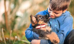 Pet insurance provider that helps mitigate costs of veterinary care. Pet Insurance For Dogs And Cats Quotes And Rates Usaa