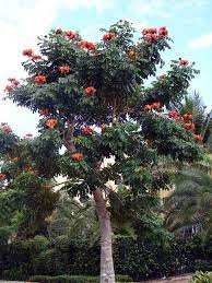 Many different flowering trees and cultivars are commercially available and are known by their common names. 47 Flowering Trees Of Florida Ideas Flowering Trees Plants Trees To Plant
