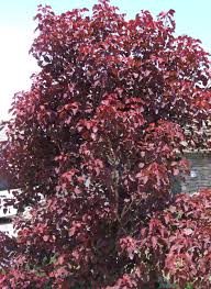 Image result for Euphorbia cotinifolia