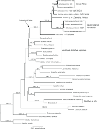 Image result for Sutorius eximius