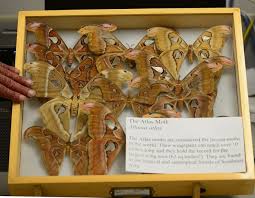 An atlas moth would eat them for breakfast … if it had a mouth. Ready For Moth Night At Uc Davis Bug Squad Anr Blogs