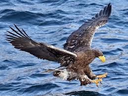 Large Birds With White Heads And White Tails Pin On Bird Species