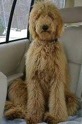 How many types of poodle are there? How Often Does A Standard Poodle Need To Be Groomed How Much Does It Cost Quora Poodle Standard Poodle Poodle Puppy