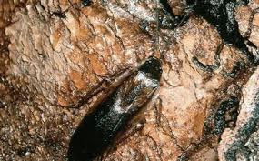 As the roach population starts to grow, people with sensitive noses may begin to notice this odor. Cockroaches University Of Maryland Extension