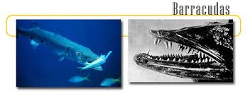 Beckett ridge barracudas swim team. Barracudas Info And Games