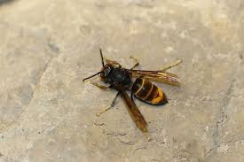 Image result for Sophora velutina