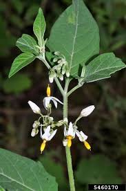 Image result for Solanum richardii