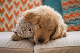 We did not find results for: Puppy Urinary Tract Infection Symptoms Cuteness