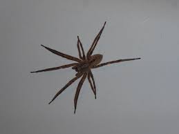 Matthieuberroneau's latest observations on inaturalist Krauseljagdspinne Nosferatu Spinne Zoropsis Spinimana C Flickr