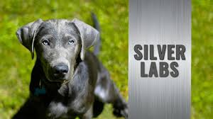 They are small breeders having few pets. Silver Lab Puppies Amazing Facts About The Silver Labrador Retriever Petmoo