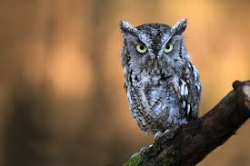 Sounds of the eastern screech owl. Who Said That 8 Owls You Might Hear At Night