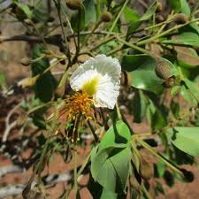 Image result for Bobgunnia madagascariensis