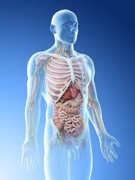 Male internal organs of reproduction anatomy. Realistic Human Body Model Showing Male Anatomy With Internal Organs Digital Illustration Liver Thoracic Duct Stock Photo 308610818