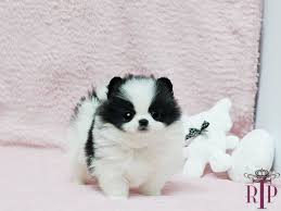 Black And White Pomeranian Puppy For Sale Pomeranian Panda Baby Panda Handsome Micro Black White Pomeranian Royal Teacup Cute Teacup Puppies Cute Animals Pomeranian Puppy Teacup