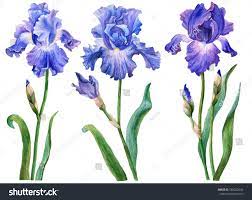 Watercolor Set Of Irises Hand Drawn Floral Illustration Blue Flowers Isolated On White Background Blue Iris Flowers Iris Drawing Floral Stock Images