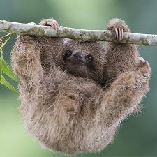 Pin On Sloth Fun