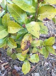 Pin On Annual Plants