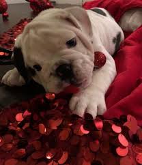 Breeder of purebred yorkshire terrier yorkie puppies and maltese puppies for sale in vacaville, northern california, just a short distance between sacramento and san francisco, bay area and not too far from san jose. English Bulldog Puppy For Sale In Sacramento Ca Adn 54261 On Puppyfinder Com Gender Male Age 10 Weeks Old English Bulldog Bulldog Puppies For Sale Bulldog