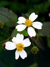 Image result for Bidens ruyigiensis