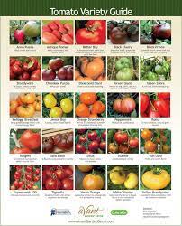 Determinate and indeterminate tomato varieties. Tomatoes Are Divine Vegetables And Did You Know That They All Taste Differently Take For Example Tomato Varieties Types Of Tomatoes Tips For Growing Tomatoes