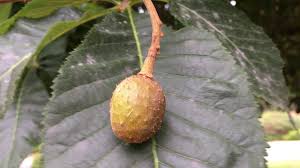 Crown and a large root system. Red Horse Chestnut Aesculus X Carnea Young Fruit July 2018 Youtube