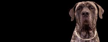 Why Do Dogs Like Jewelry Wag