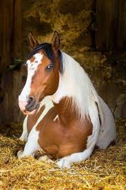 Pin By Jami Cope On Hoofshu Horses Beautiful Horses Pretty Horses
