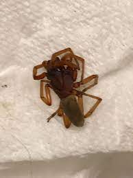 In hotels and apartments, complaints from guests or tenants about yellow sac spider bites are a serious issue. Help Me Id This Spider I Found In My Nyc Apartment Spiders