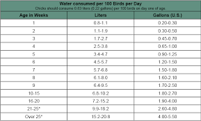 hyline drinking water chickens genetics poultry eggs