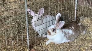 Arcade (cover by Anna Altunyan)