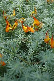 Image result for Lotus berthelotii