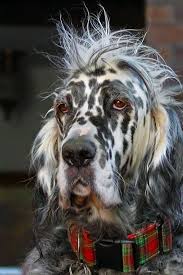 lagarconnierebbsalerno dog shots pet dogs dogs