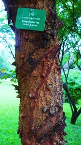 Image result for Acacia nigrescens