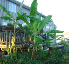 We have nice palm trees that are doing very nicely so i'm hoping banana trees will do well too! Go Bananas Growing Tropical Banana Trees In Maryland Dave S Garden