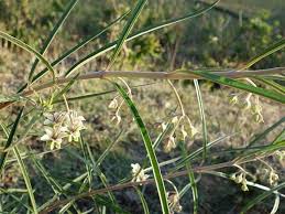 Image result for Gomphocarpus fruticosus