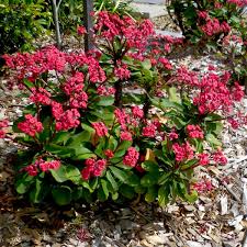 Image result for Euphorbia lissosperma